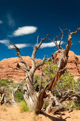 Arches National Park