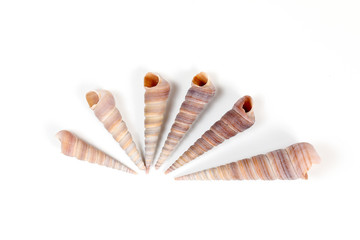 Sea Shell variety