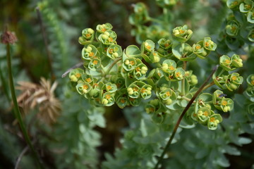 Obraz premium Euphorbia helioscopia - a spurge plant also known as Sun Spurge Umbrella Milkweed Wart Spurge and Madwoman's milk. Spurge flowers (Euphorbia Amygdaloides). Beautiful green plant blooming in summer.