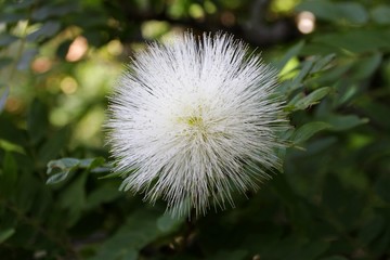 カリアンドラ ハエマトケファラ