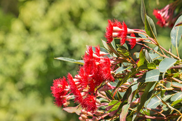 closeup of isolated red eucalyptus tree flowers