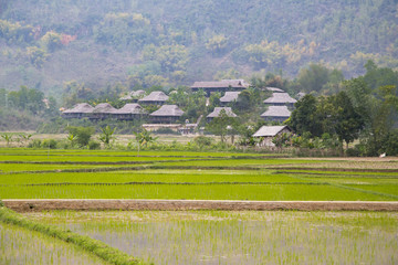 ハノイ郊外の村、マイチャウの田園風景