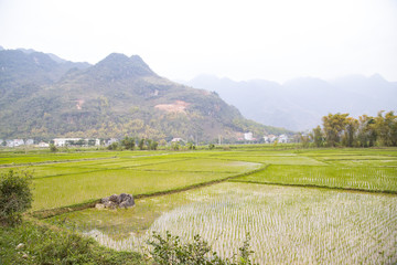 Obraz premium ハノイ郊外の村、マイチャウの田園風景