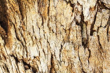 Tree bark texture background