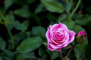 pink rose background