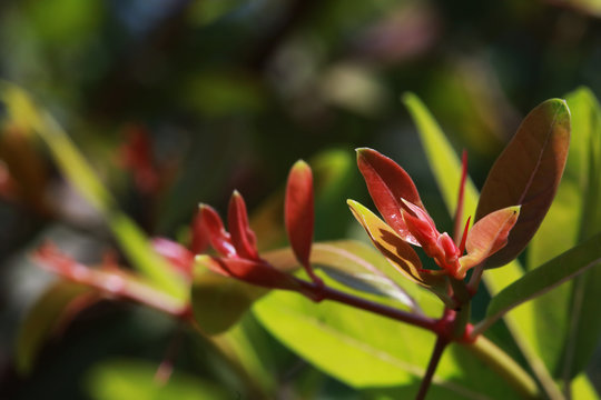 selective focus of green treetop ,green treetop from natural,green treetop with light effect