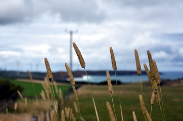 Coastal grasses on the coast at Portland.