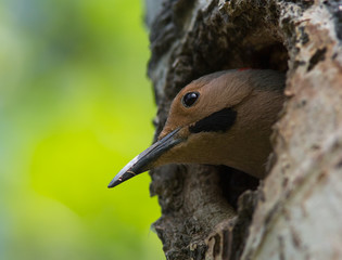 Portrait northern woodpecker