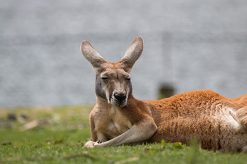 Kangourou roux