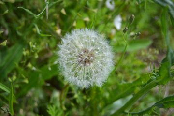 One dandelion closeup in nature
