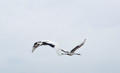 Fototapeta na wymiar Red-crowned crane flying in sky