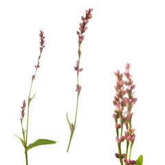 flowers of persicaria on a white background