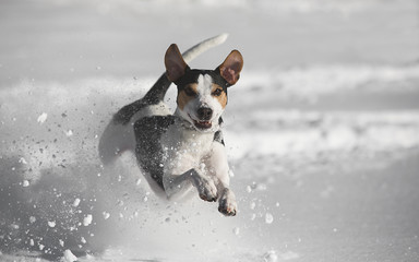 Parson-Russell-Terrier im Sprung