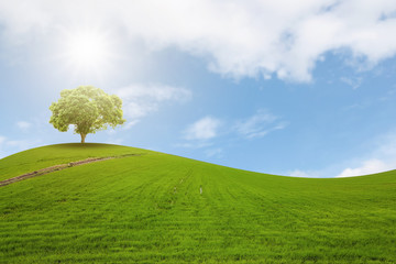 A single tree on a hill on the arches of verdant meadows and the beautiful backdrop of the sky.