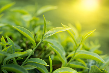 Green tea bud and leaves on the sun