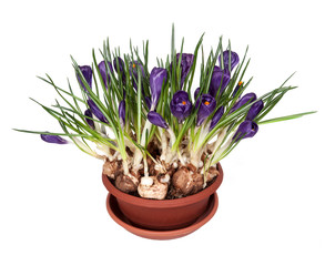crocuses spring flowers in a pot
