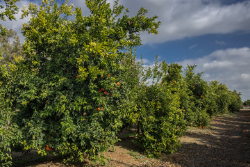 Fototapeta na wymiar The tangerines trees at the Israeli agricultural farm