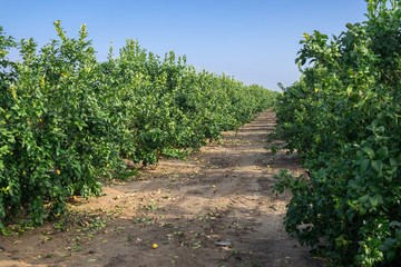 Fototapeta na wymiar The lemon trees on the Israeli agricultural farm