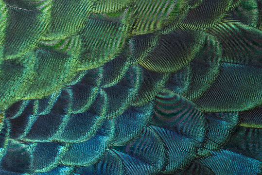 close-up peacock feathers, Beautiful bird feathers 
