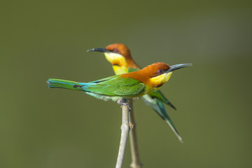 Beautiful bird , Chestnut-headed Bee-eater