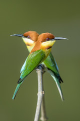 Beautiful bird , Chestnut-headed Bee-eater