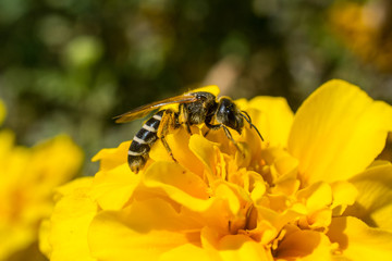 Wild bee on a yellow flower in summer