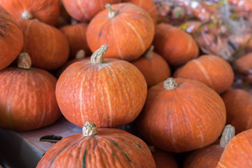 Lot of chestnut pumpkins sold on farmers market