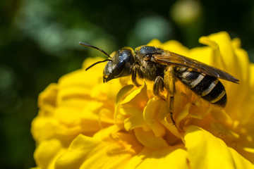 Wild bee on a yellow flower in summer