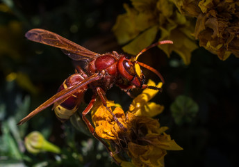 Dangerous wild wasp on a yellow flower in summer