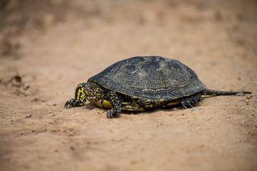 Swamp turtle crossing c;ay road in a country