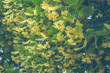 Цветущие липовые деревья