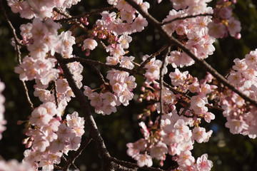 Cherry Blossoms