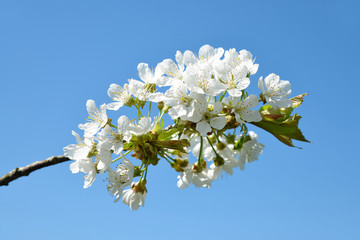 Spring blossoming branch of cherry tree closeup on blue sky background.