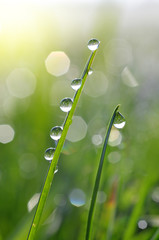 Fresh green grass with dew drops closeup.