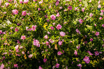 Яркий цветущий куст гибискуса