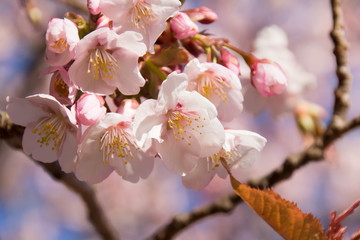 Obraz premium Cherry Blossoms