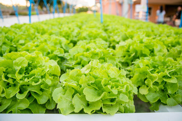Organic hydroponic vegetable cultivation farm.