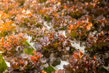 Organic hydroponic vegetable cultivation farm.