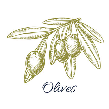 Green fresh olives branch vector sketch