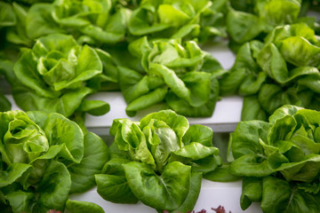 Organic hydroponic vegetable cultivation farm.