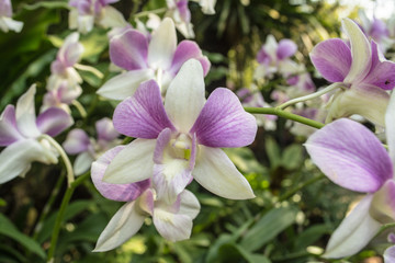 Obraz premium Orchid park is the beautiful orchids set in a delightful natural environment.