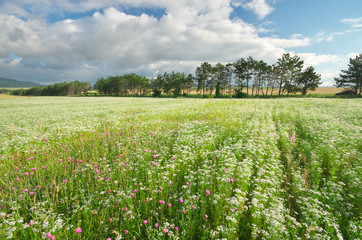 Meadow of coriander.