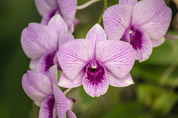 Naklejka na ściany i meble Orchid park is the beautiful orchids set in a delightful natural environment.