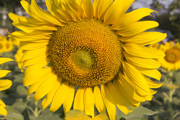 Bright yellow sunflower