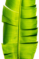 torn banana leaf isolated on white background.