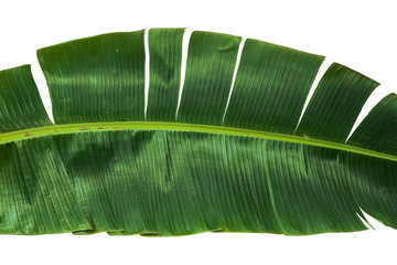 torn banana leaf isolated on white background.