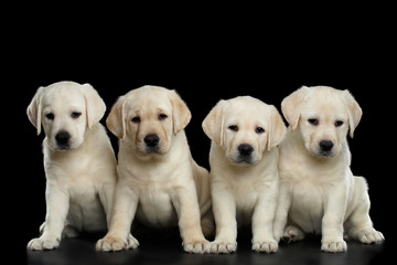 Four White Labrador puppy Looking in camera on isolated Black background, front view