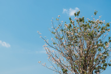 sky background with leaves