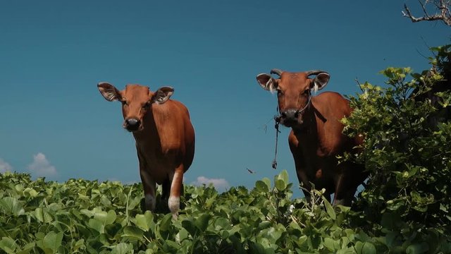 Two banteng cows standing in grass near bushes looking at the camera on a sunny summer day in Bali, Indonesia. Shot with sony a7s on a slider