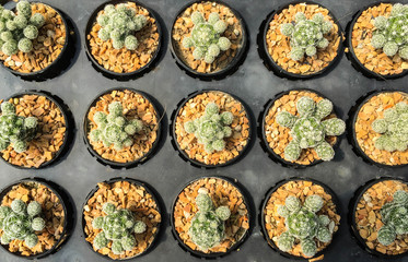 row of cactus in gravel pot, orderly concept